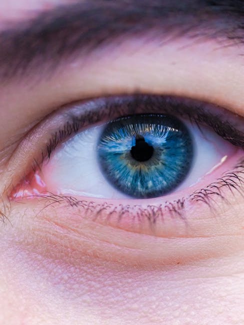 Het oog