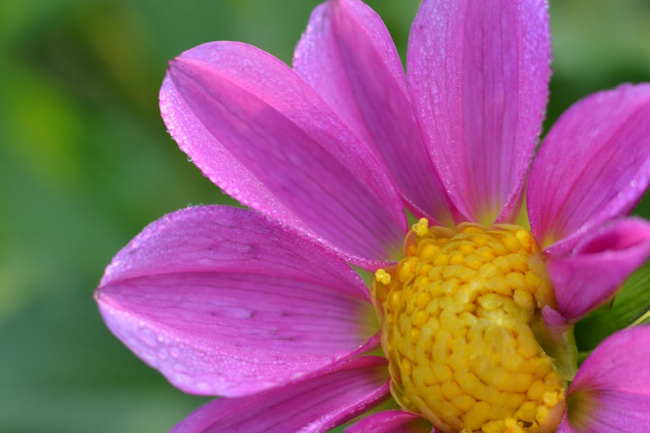 De bloem