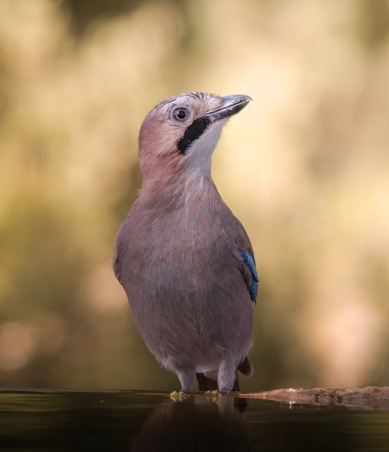 De vogel