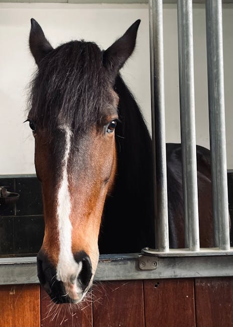 Het paard