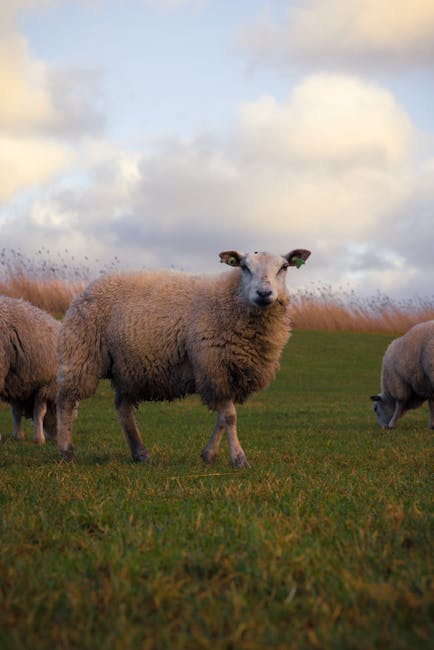 Het schaap